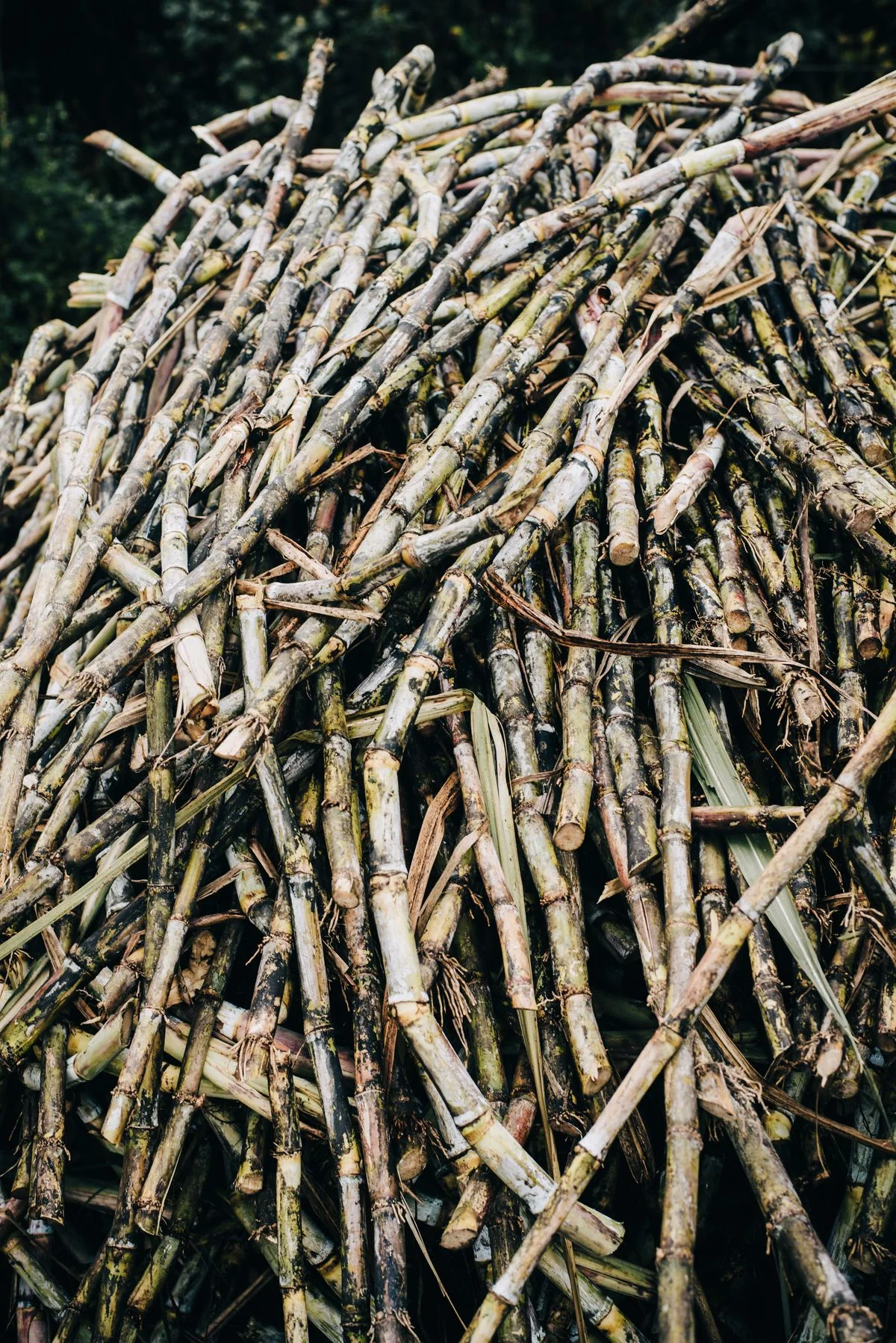 新鲜收获的甘蔗茎作为生物乙醇和聚合物生产的原料 - Pexels


