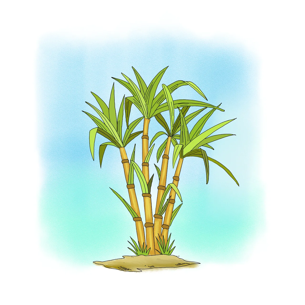 Sugarcane stalks as renewable feedstock for clear Bio-PET bottle production - graficlearun | Pixabay


